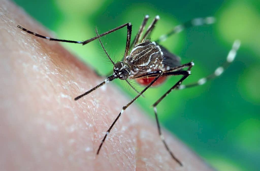 El lunes inicia el operativo de lucha contra el dengue en la ciudad