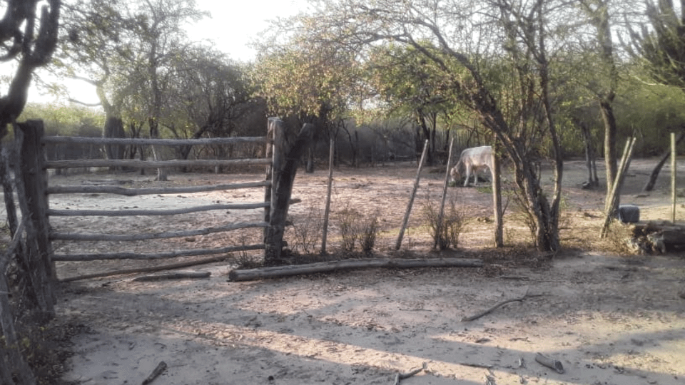 Golpe a las comunidades: venta de tierras en el Chaco Salteño