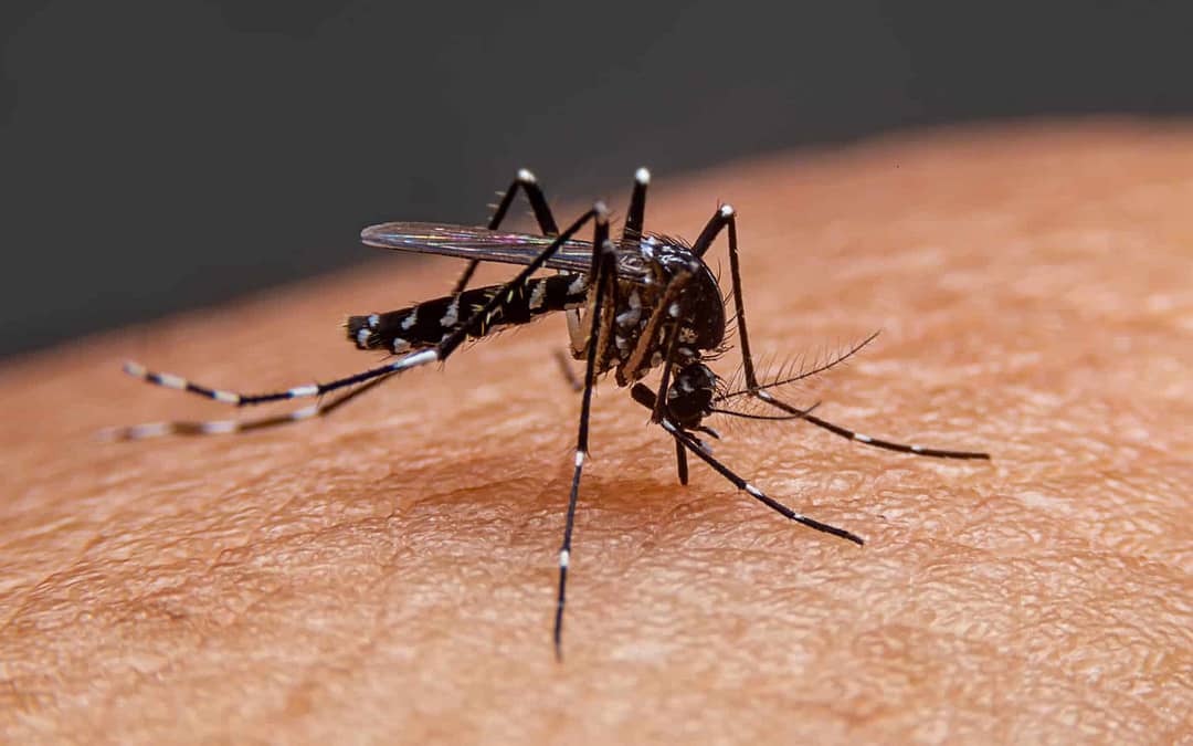 Se detectaron 163 casos de dengue en Salta