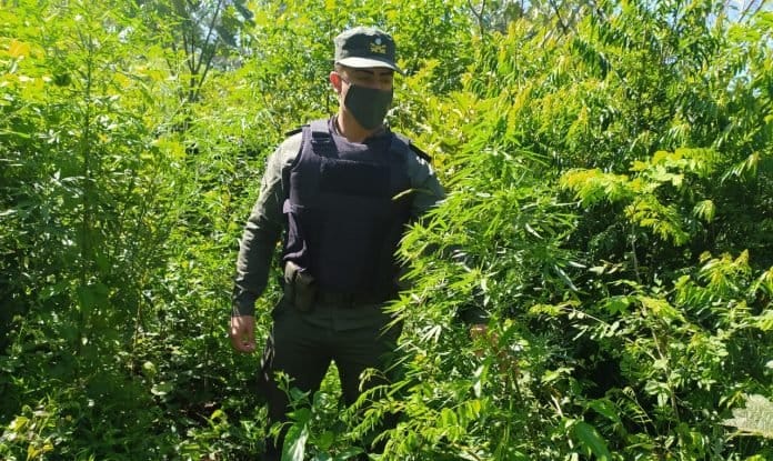 Finca de Marihuana en Salta: el allanamiento que marca precedente en el país