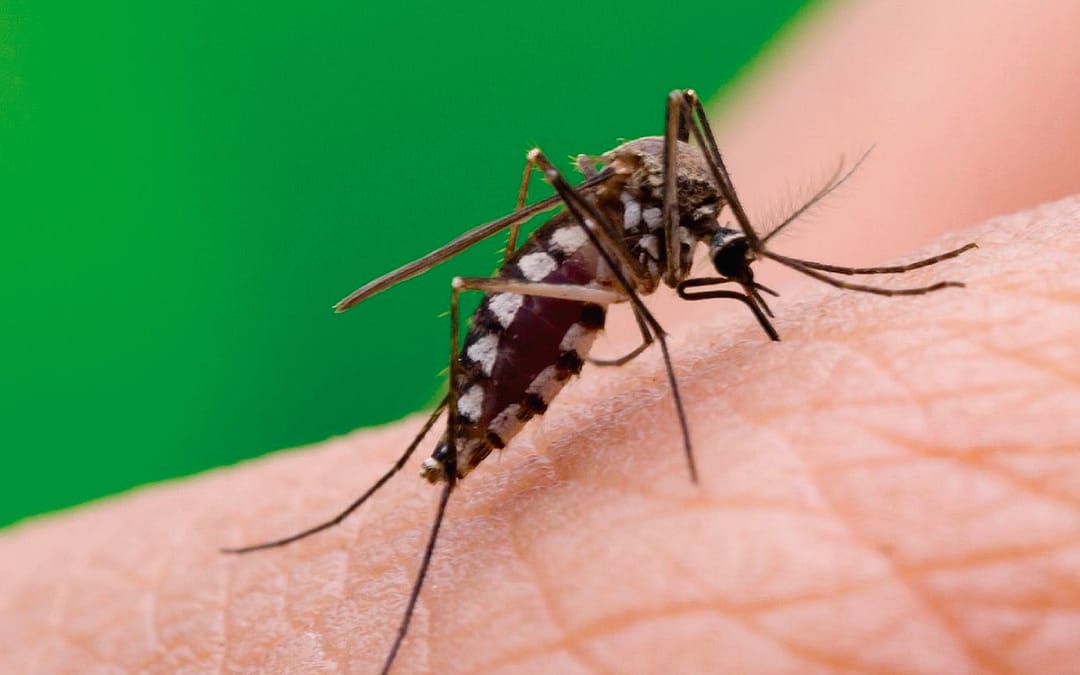 Primer caso de dengue en Güemes