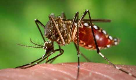 En Salta no se lleva a cabo una correcta prevención del dengue